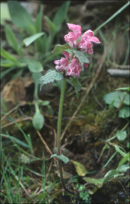 Lamium maculatum L.