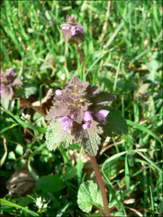 Lamium purpureum L.