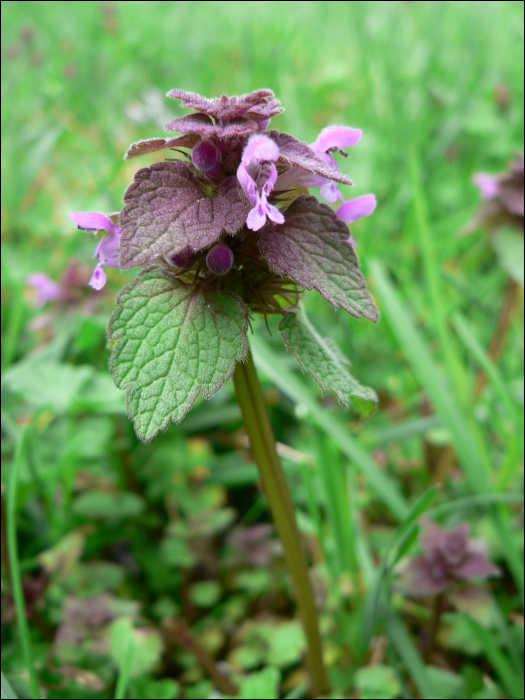 Lamium purpureum L.