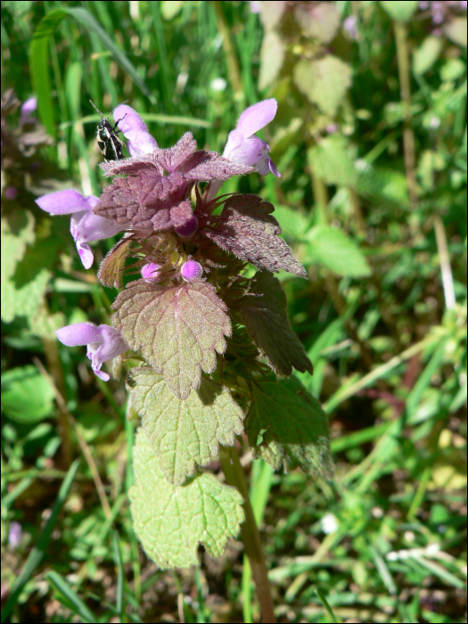 Lamium purpureum L.