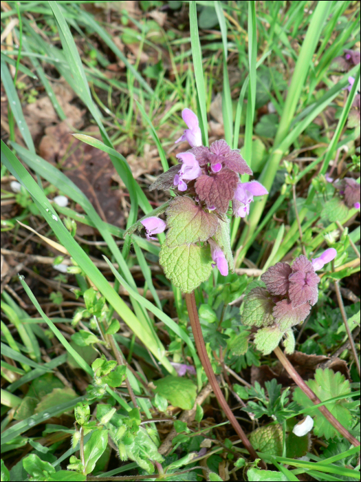 Lamium purpureum L.