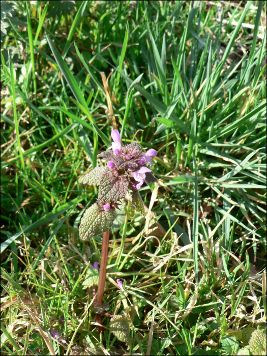 Lamium purpureum L.