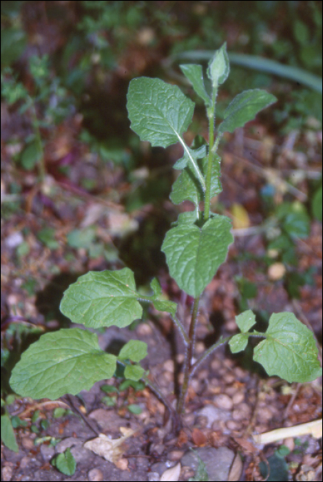 Lapsana communis L.