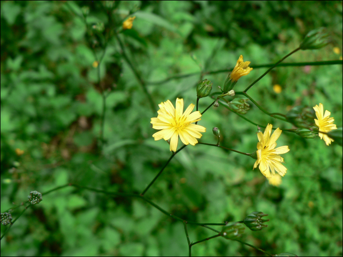 Lapsana communis L.