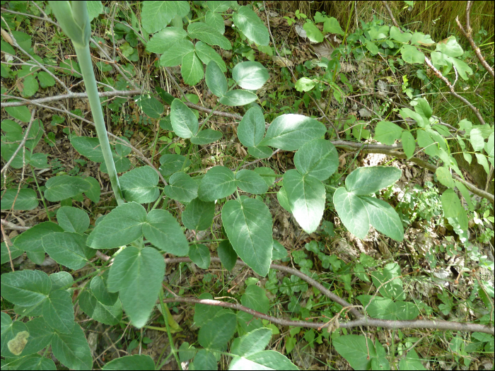 Laserpitium latifolium