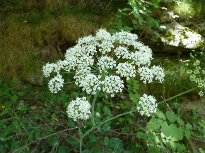 Laserpitium latifolium