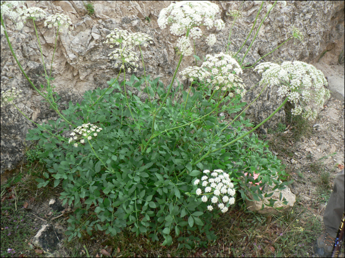 Laserpitium siler 