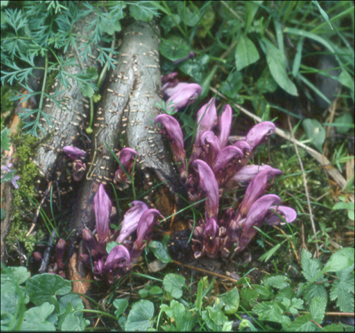 Lathraea clandestina L.