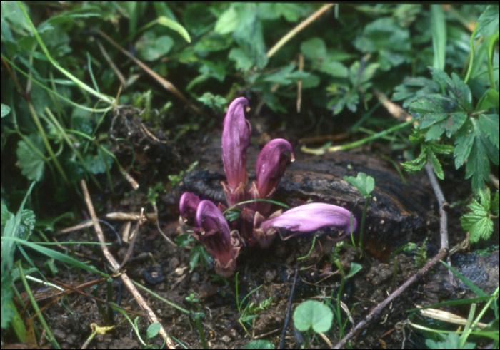 Lathraea clandestina L.