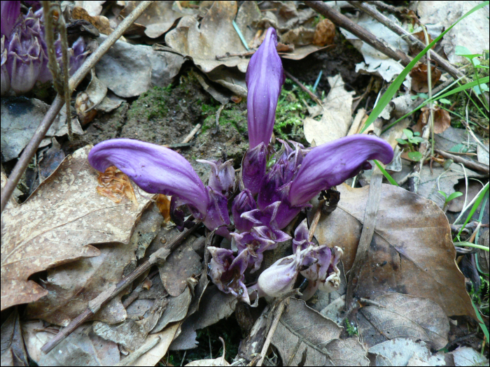 Lathraea clandestina L.