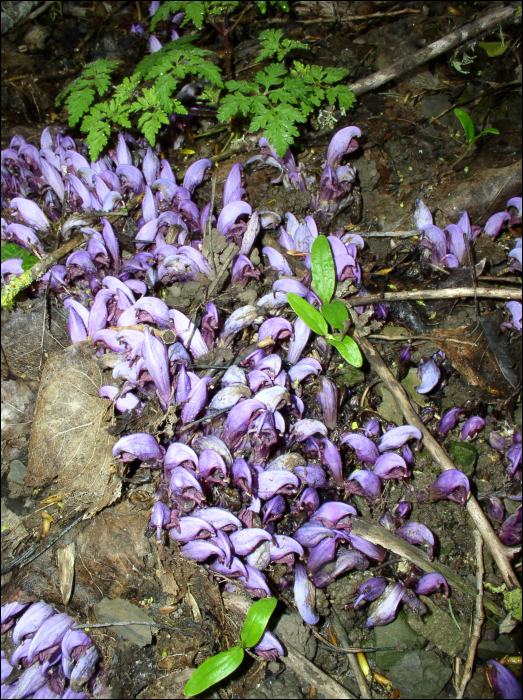 Lathraea clandestina L.