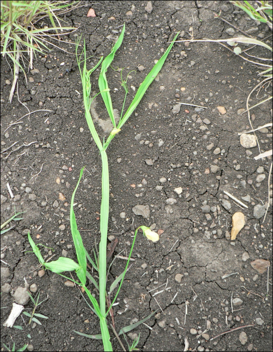 Lathyrus annuus