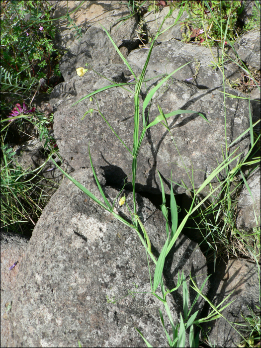 Lathyrus annuus