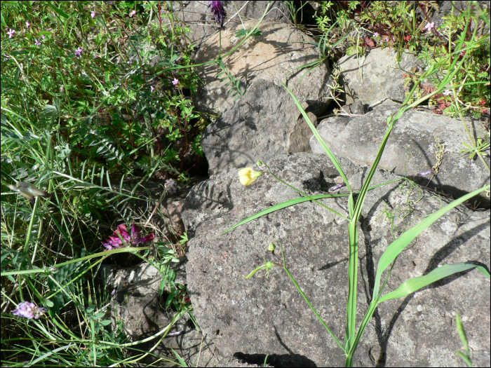 Lathyrus annuus