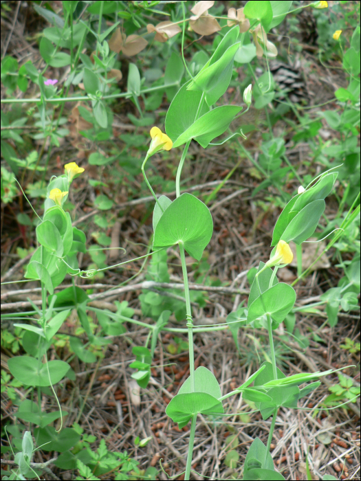 Lathyrus aphaca L.