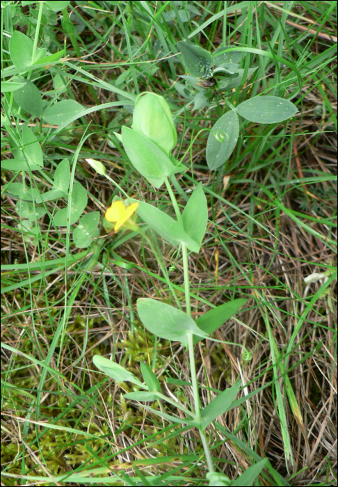 Lathyrus aphaca L.