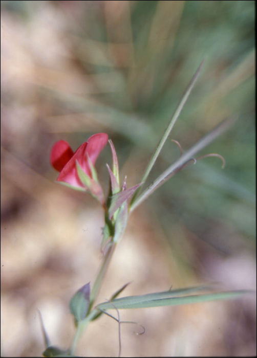 Lathyrus cicera L.