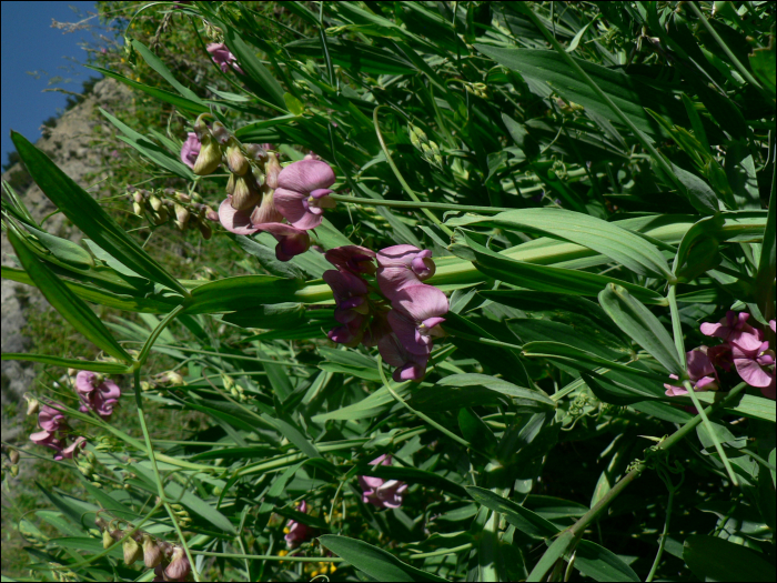 Hypochaeris maculata