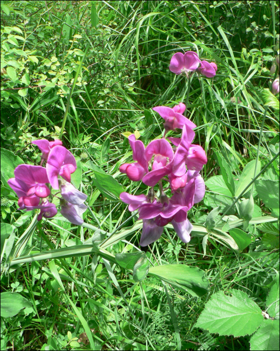 Lathyrus latifolius