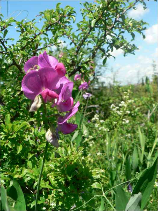 Lathyrus latifolius