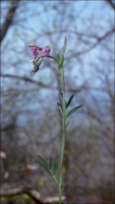 Lathyrus linifolius L. (=Lathyrus montanus)