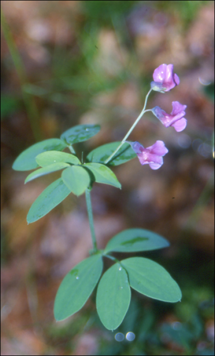 Lathyrus niger (L.)