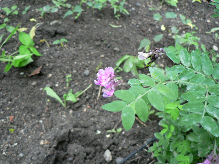 Lathyrus niger (L.)