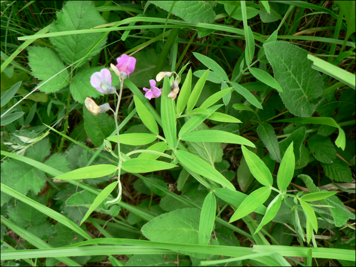 Lathyrus niger (L.)