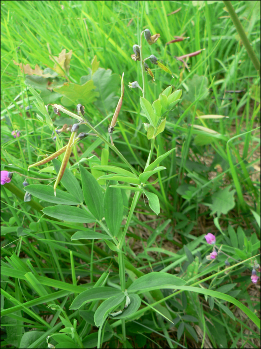 Lathyrus niger (L.)