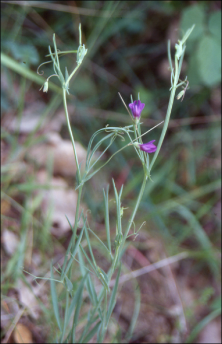 Lathyrus nissolia L.