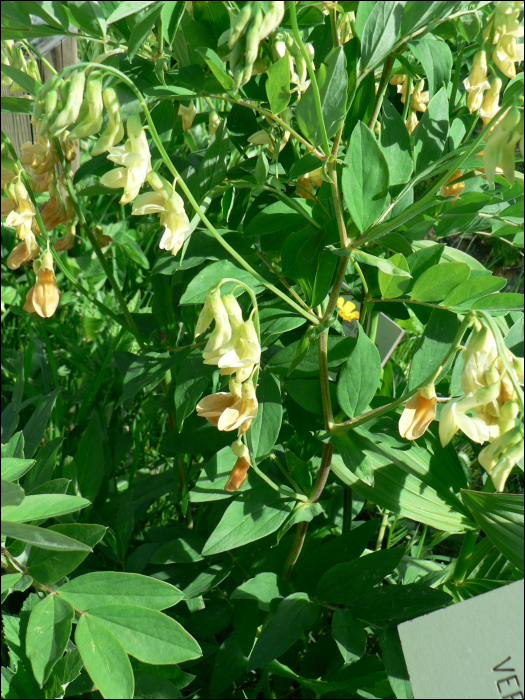 Lathyrus ochraceus (= L. laevigatus)