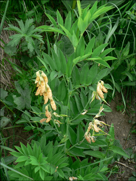 Lathyrus ochraceus (= L. laevigatus)