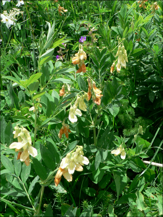 Lathyrus ochraceus (= L. laevigatus)