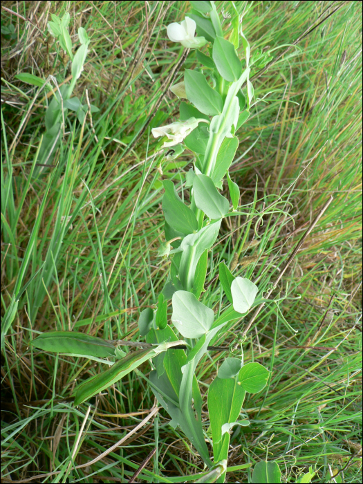 Lathyrus ochrus