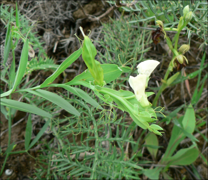 Lathyrus ochrus