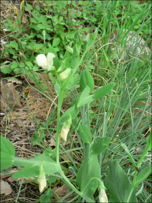 Lathyrus ochrus