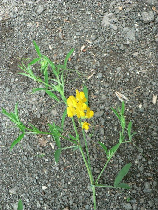 Lathyrus pratensis L.