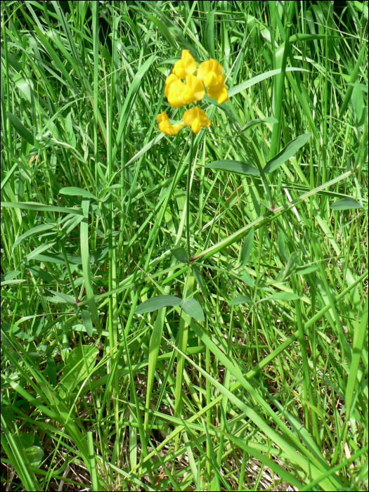 Lathyrus pratensis L.