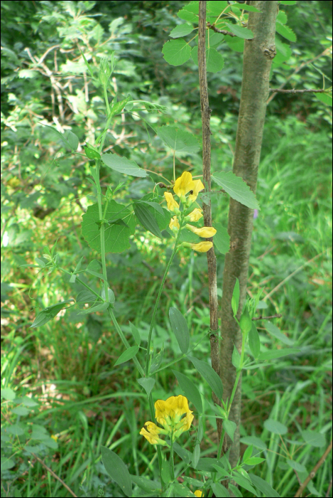 Lathyrus pratensis L.