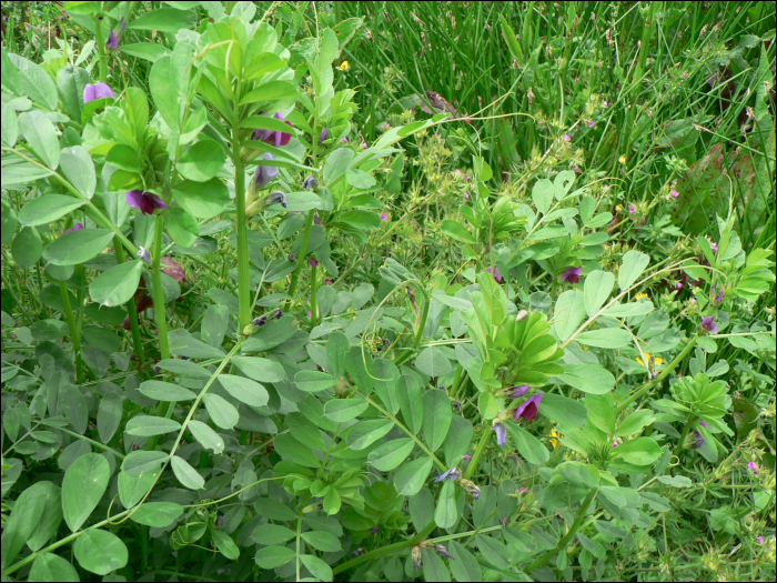 Lathyrus sativus