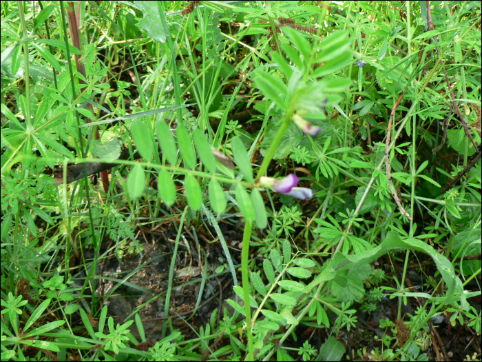 Lathyrus sativus