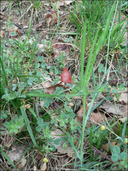 Lathyrus sphaericus Retz