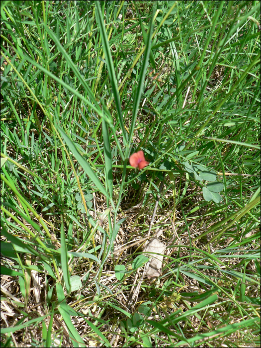 Lathyrus sphaericus Retz