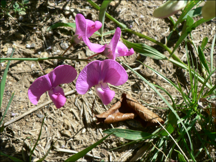 Lathyrus sylvestris L.