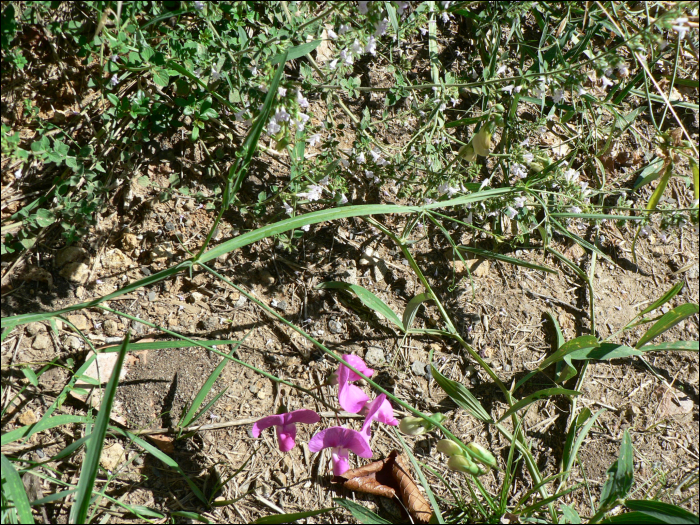 Lathyrus sylvestris L.