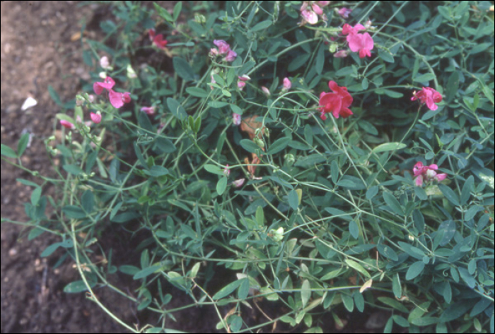 Lathyrus tuberosus L.