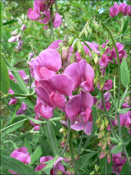 Lathyrus tuberosus L.