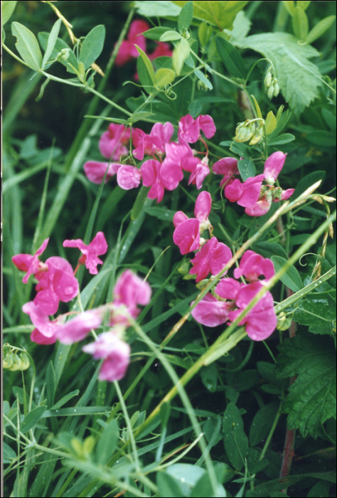 Lathyrus tuberosus L.