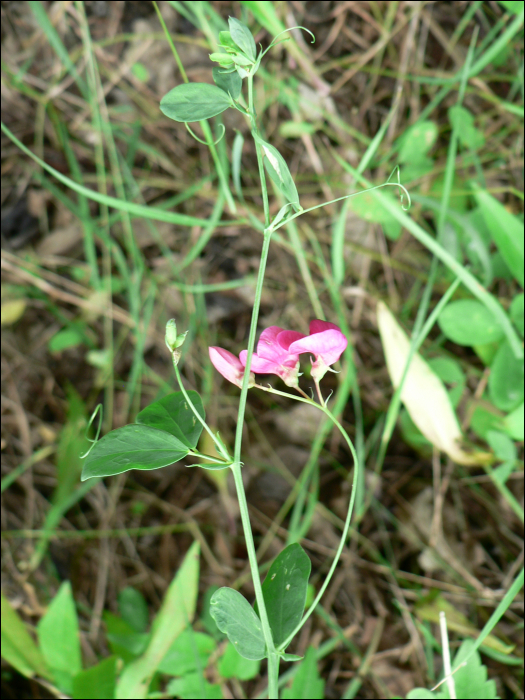 Lathyrus tuberosus L.