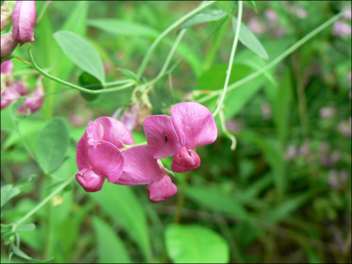 Lathyrus tuberosus L.